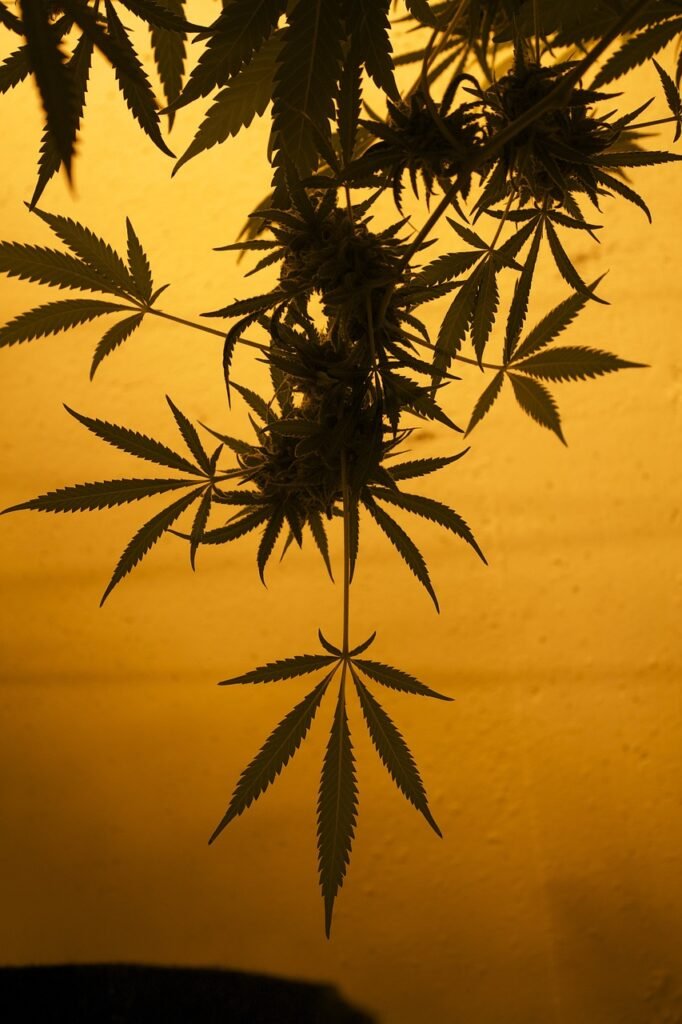 mmj, maryjane, marijuana-667836.jpg